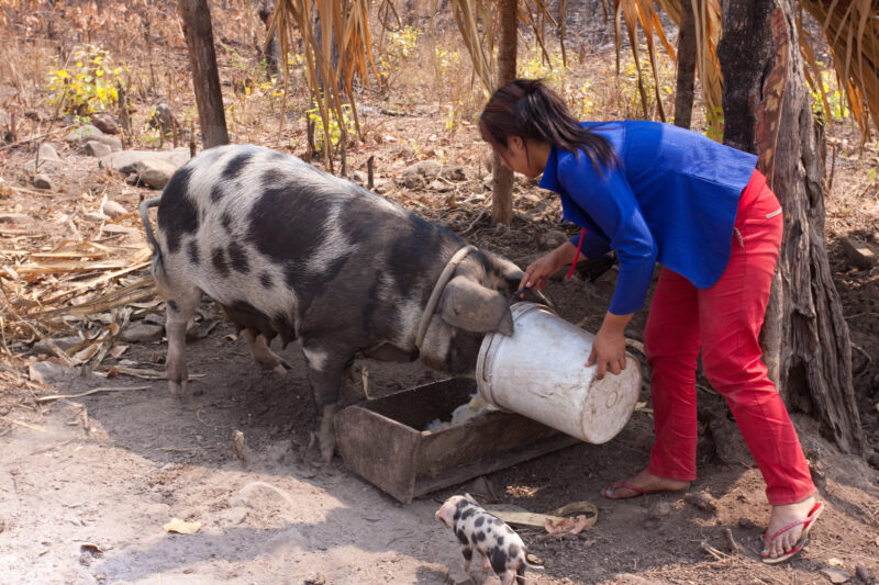Feeding the Pigs in Cambodia — Girl feeds the family pigs in cambodia — Cambodia, Rural, girl, girls, woman