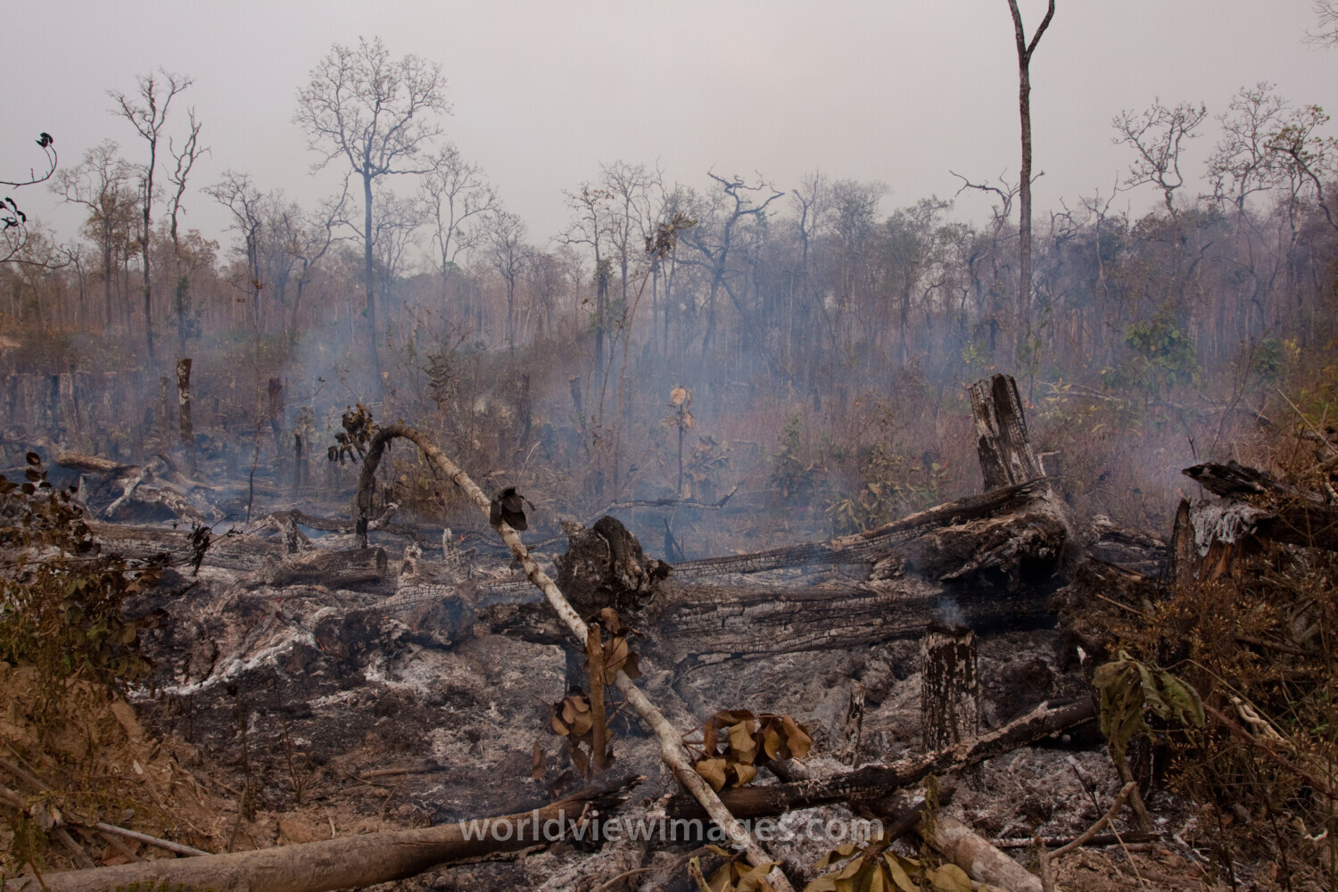 Slash and Burn Agriculture in Cambodia