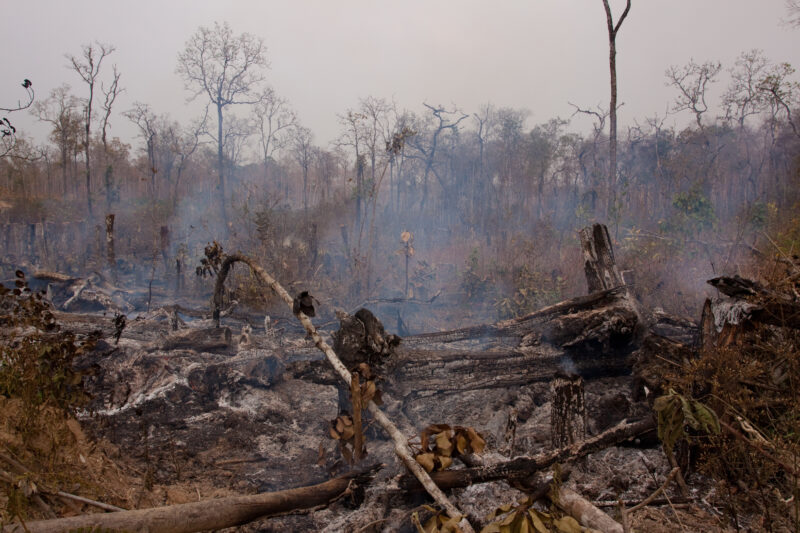 Slash and Burn Agriculture in Cambodia — Jungle is cleared for agriculture using a slash and burn aproach. — Cambodia, Rural, Slash and Burn, burning, fire