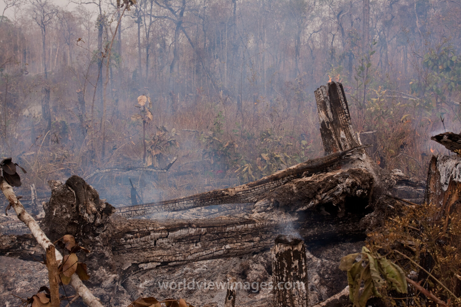 Slash and Burn Agriculture in Cambodia