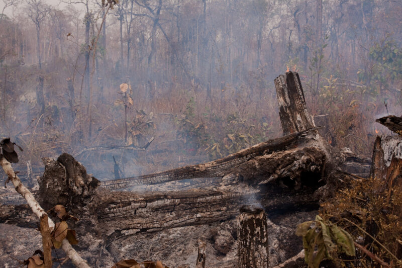 Slash and Burn Agriculture in Cambodia — Jungle is cleared for agriculture using a slash and burn aproach. — Cambodia, Rural, Slash and Burn, burning, fire