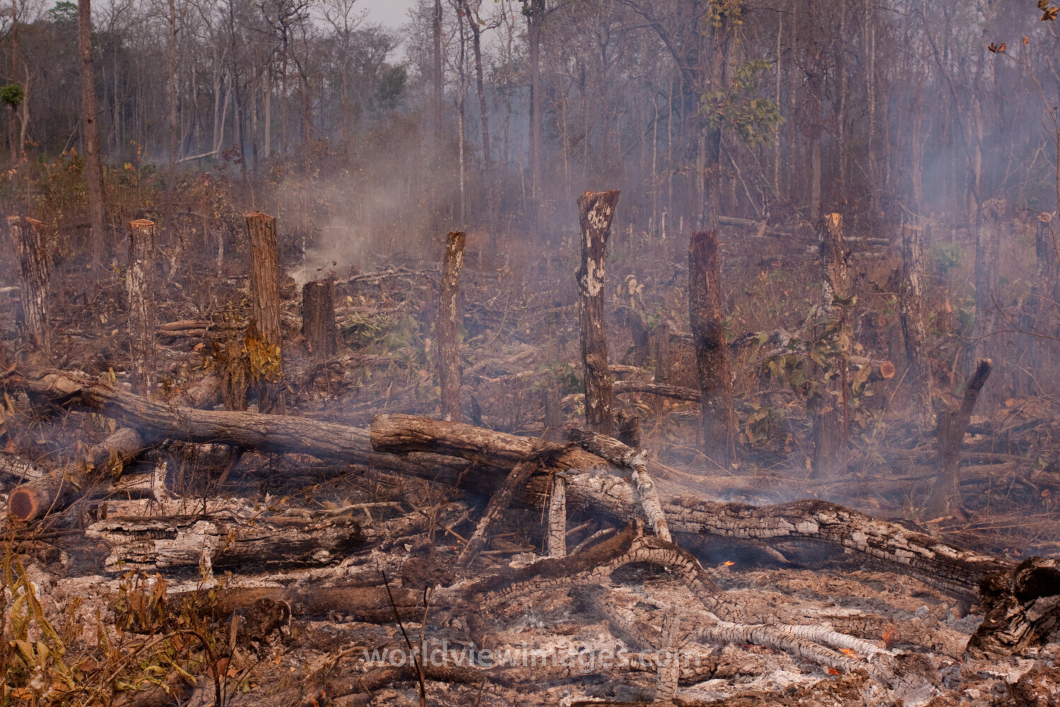 Slash and Burn Agriculture in Cambodia