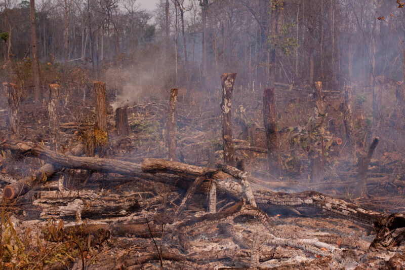 Slash and Burn Agriculture in Cambodia — Jungle is cleared for agriculture using a slash and burn aproach. — Cambodia, Rural, Slash and Burn, burning, fire