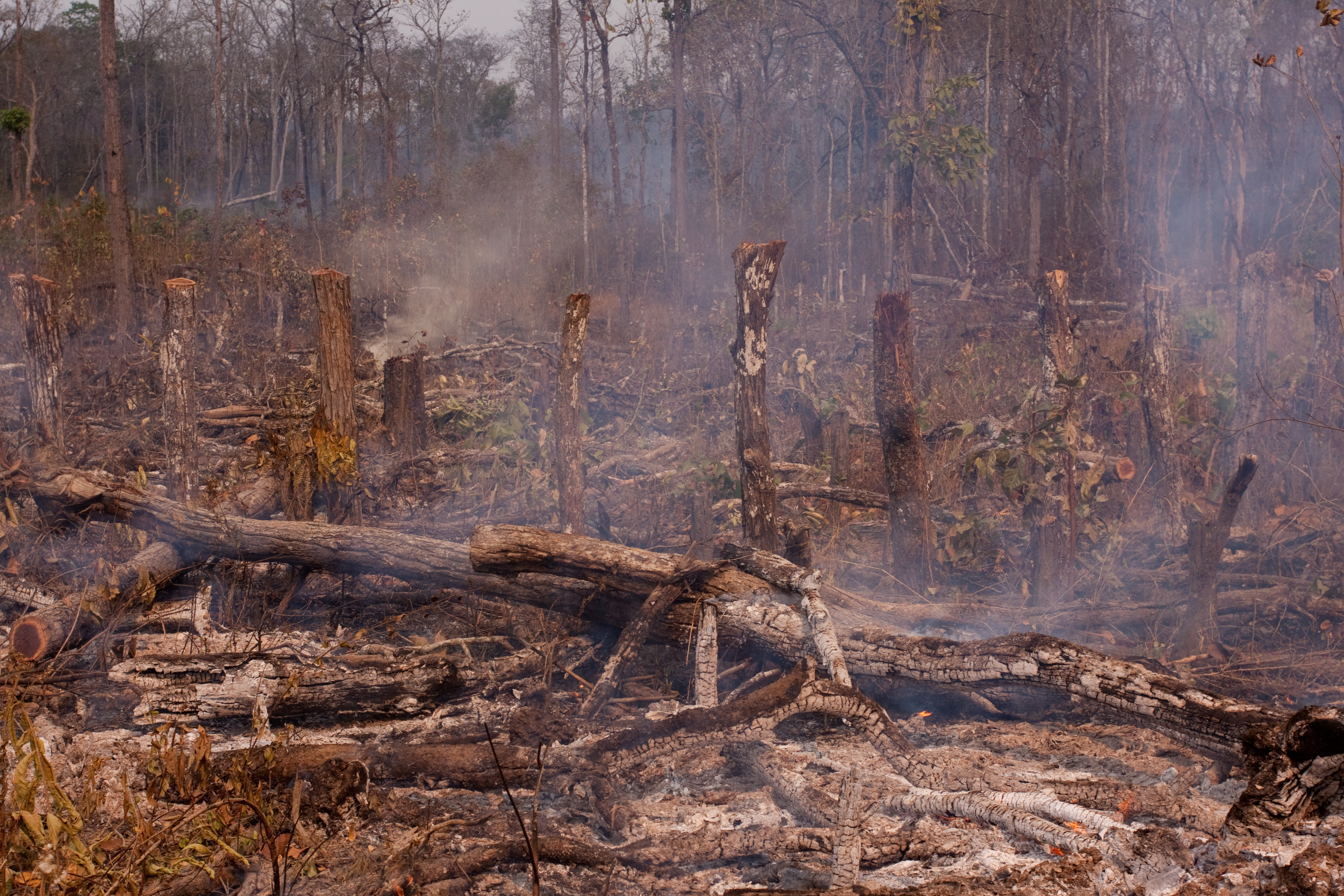Slash and Burn Agriculture in Cambodia