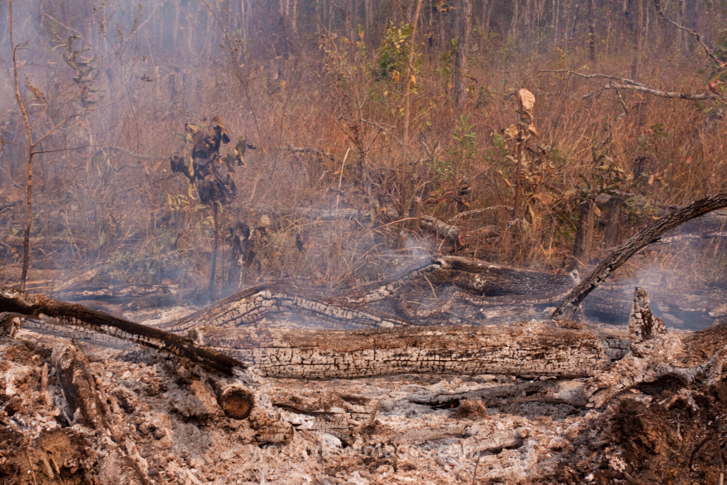 Slash and Burn Agriculture in Cambodia
