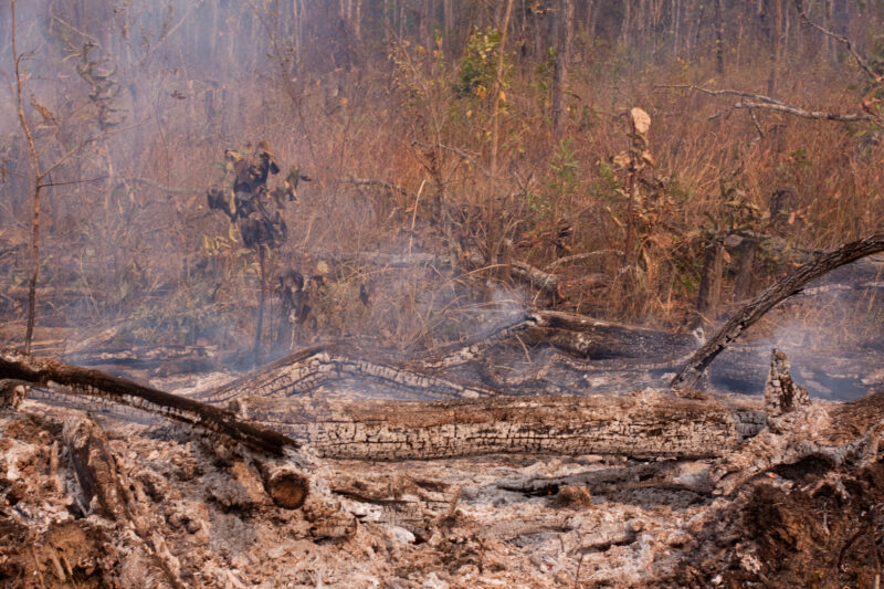Slash and Burn Agriculture in Cambodia — Jungle is cleared for agriculture using a slash and burn aproach. — Cambodia, Rural, Slash and Burn, burning, fire