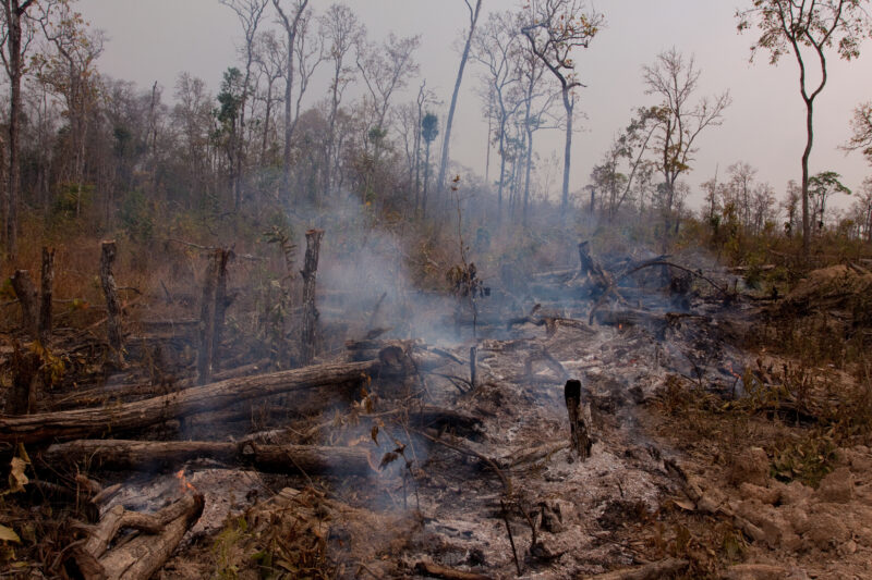 Slash and Burn Agriculture in Cambodia — Jungle is cleared for agriculture using a slash and burn aproach. — Cambodia, Rural, Slash and Burn, burning, fire