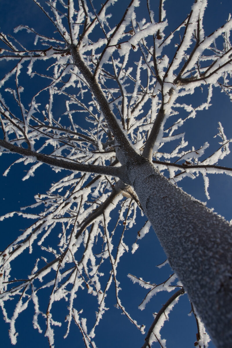 Hoar Frost — Alberta, Canada, Winter, tree, hoar Frost