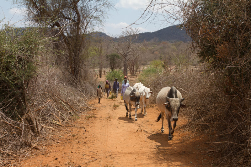 Drought in Kenya — Stock Images of Climate change in Keny leading to years of drought and desertification — Kenya, drought