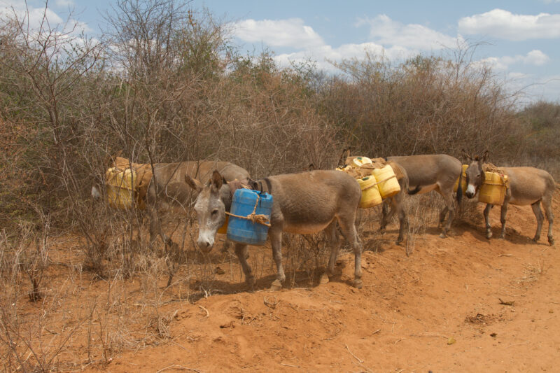 Drought in Kenya — Stock Images of Climate change in Keny leading to years of drought and desertification — Kenya, drought