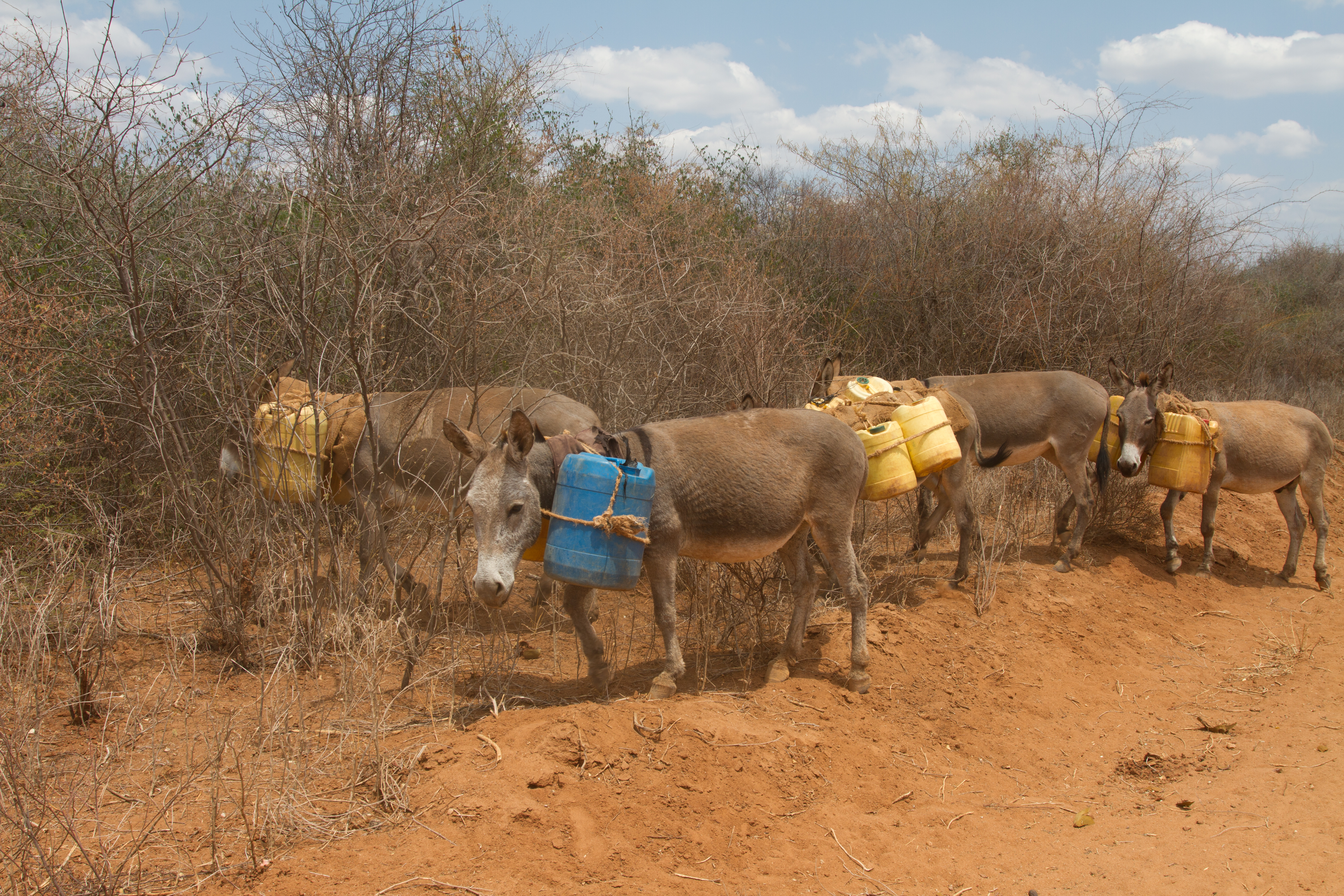 Drought in Kenya