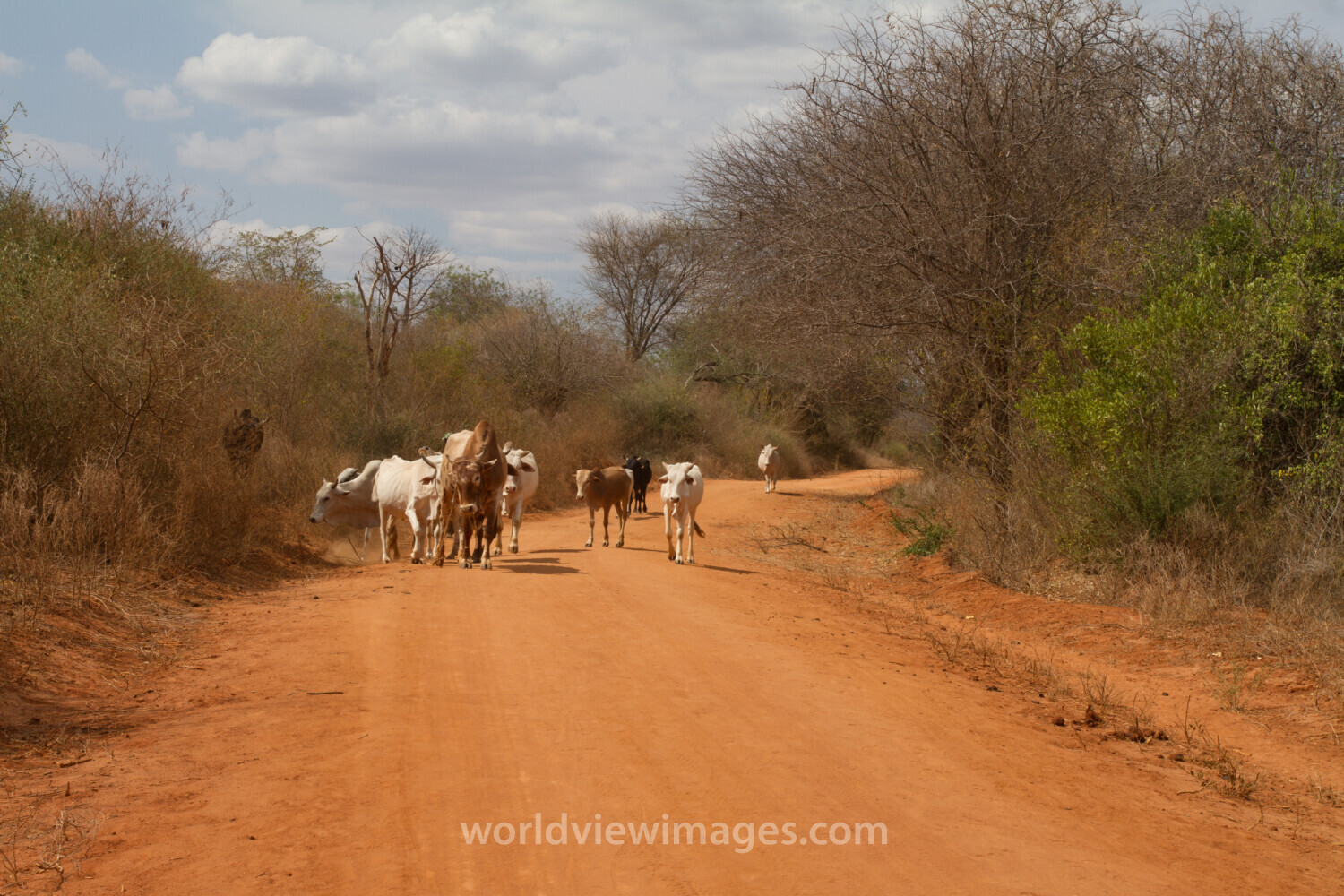 Drought in Kenya