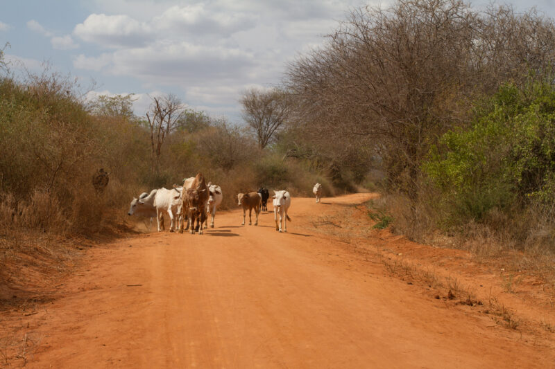 Drought in Kenya — Stock Images of Climate change in Keny leading to years of drought and desertification — Kenya, drought