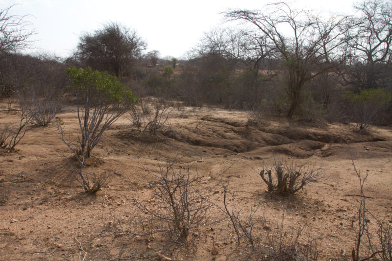 Drought in Kenya — Stock Images of Climate change in Keny leading to years of drought and desertification — Kenya, drought