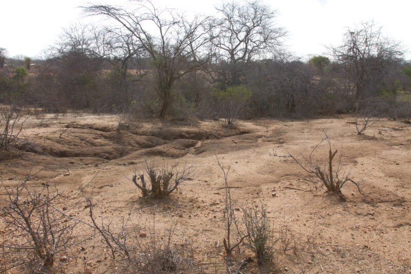 Drought in Kenya — Stock Images of Climate change in Keny leading to years of drought and desertification — Kenya, drought