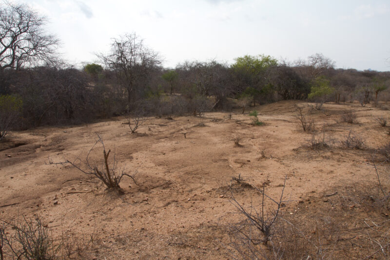 Drought in Kenya — Stock Images of Climate change in Keny leading to years of drought and desertification — Kenya, drought