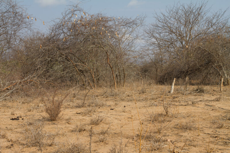 Drought in Kenya — Stock Images of Climate change in Keny leading to years of drought and desertification — Kenya, drought