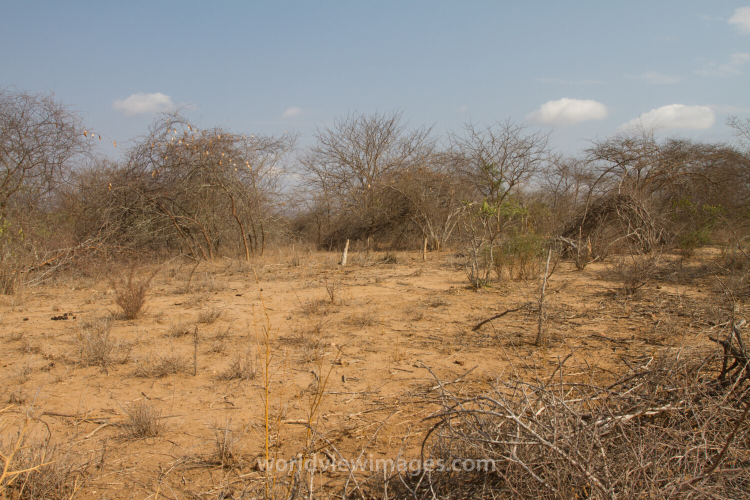 Drought in Kenya