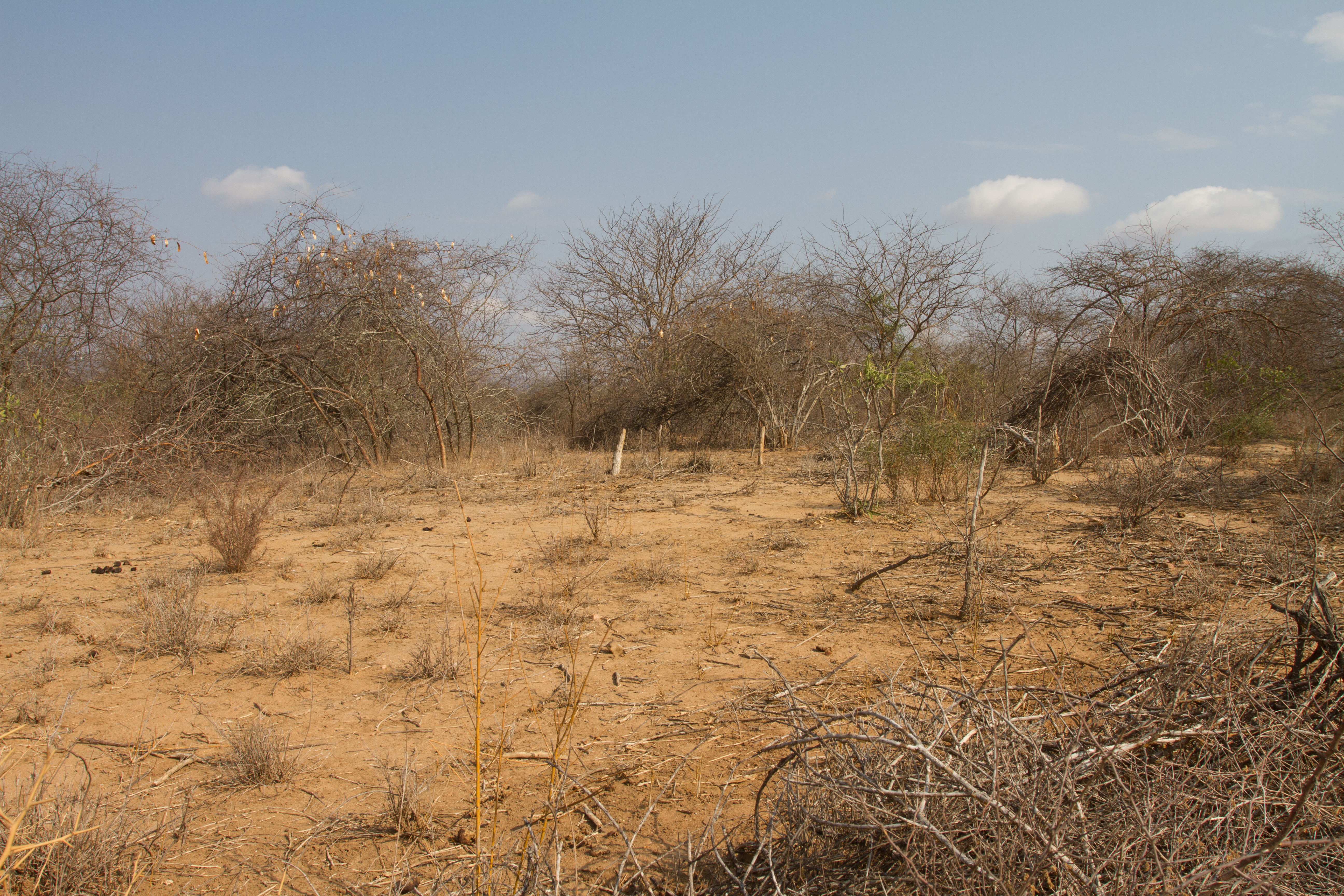 Drought in Kenya