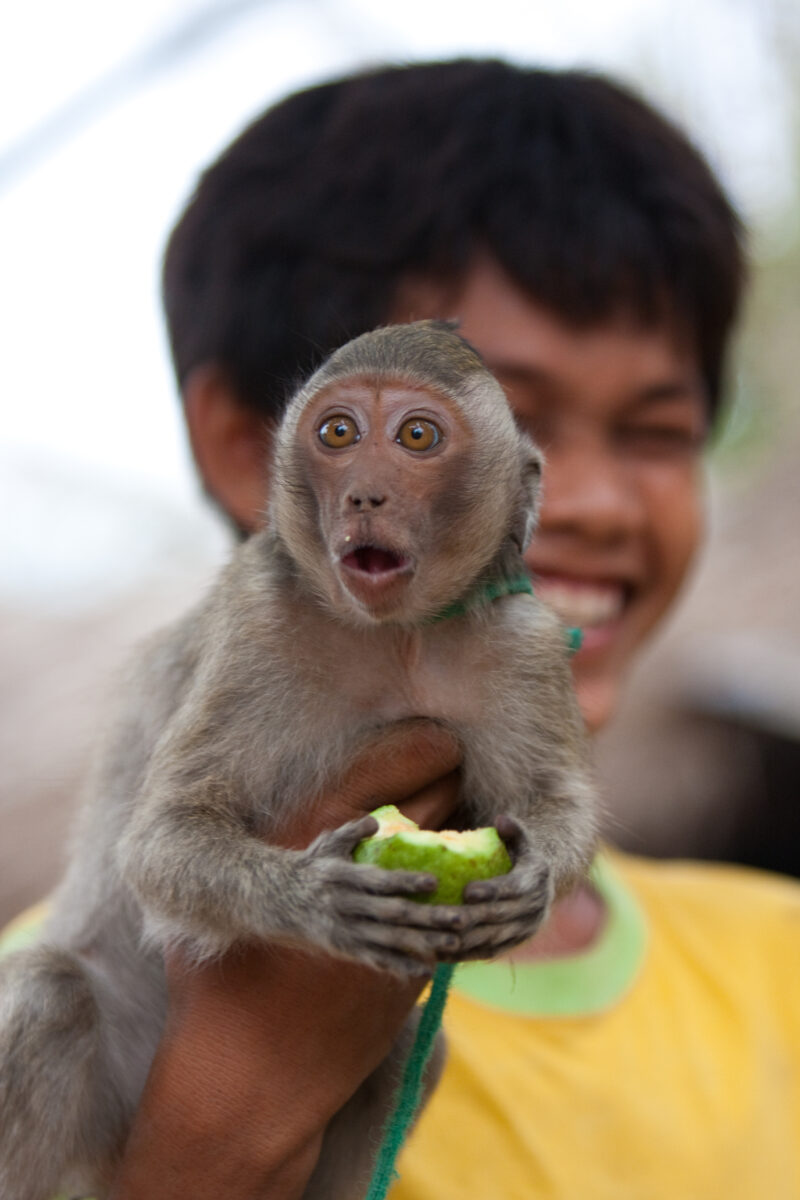 Monkey in Cambodia — Cambodia, Rural