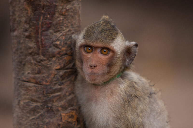 Monkey in Cambodia — Cambodia, Rural