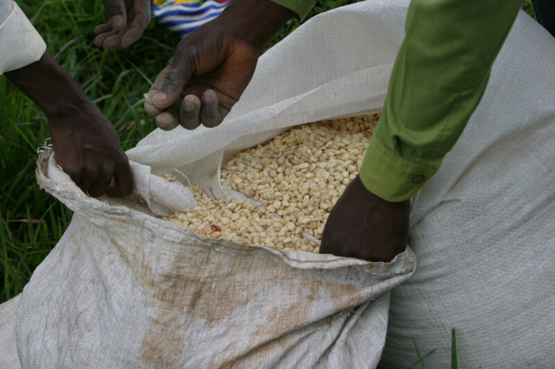 Emergency Food Distribution in Malawi — During times of natural and man-made disasters, people loose their crops, or the ability to grow food — Emergency, Di...