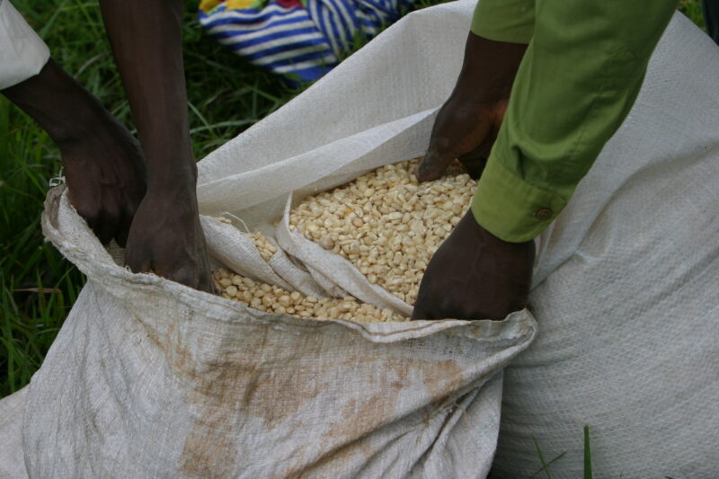 Emergency Food Distribution in Malawi — During times of natural and man-made disasters, people loose their crops, or the ability to grow food — Emergency, Di...