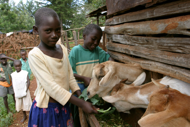 Goat raising in Kenya — Family gains new income on their farm by raising goats. — Kenya, Africa, ADRA, goats, goat raising