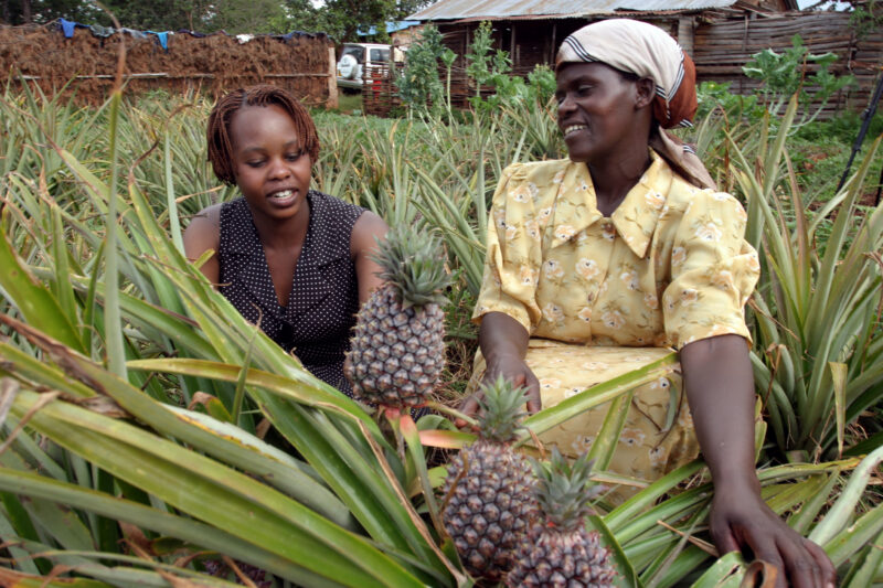 Growing Pineaples in Kenya — In an ADRA program, a woman learns how to grow new cash crops, such as pineapples, on her small farm in Kenya — Kenya, Africa, A...