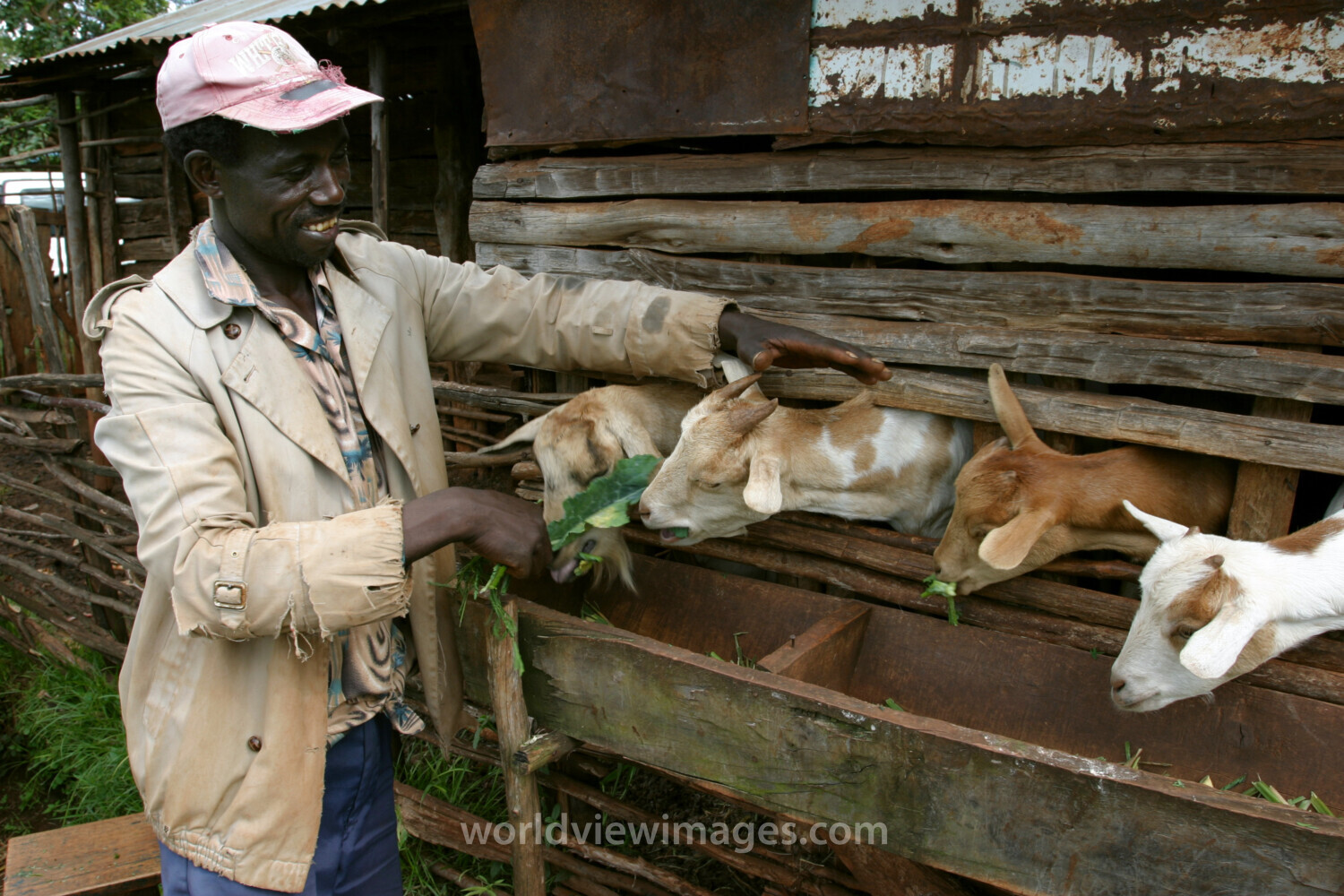 Raising goats in Kenya