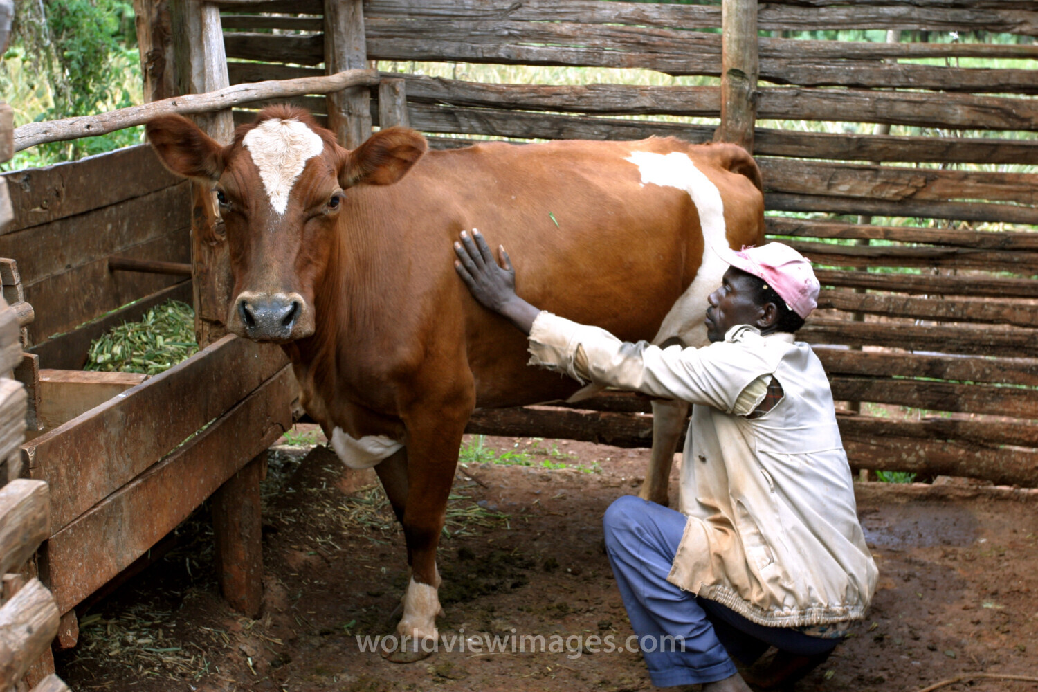 Cow Banks in Kenya