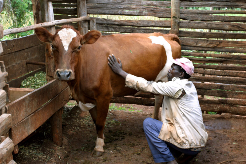 Cow Banks in Kenya — Man gains new income from raising milk cows — Kenya, Africa, ADRA, cow, dairy