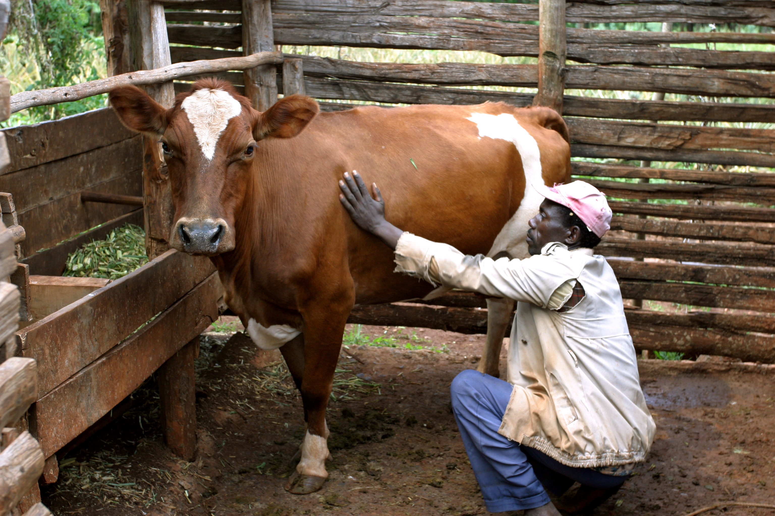 Cow Banks in Kenya