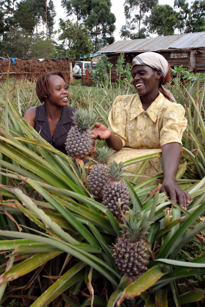 Growing Pineaples in Kenya — In an ADRA program, a woman learns how to grow new cash crops, such as pineapples, on her small farm in Kenya — Kenya, Africa, A...