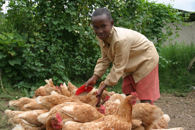 Raising Chickens in Rwanda — Raising chickens for fun and profit, in Rwanda — Rwanda, Africa, ADRA, Poverty, Development