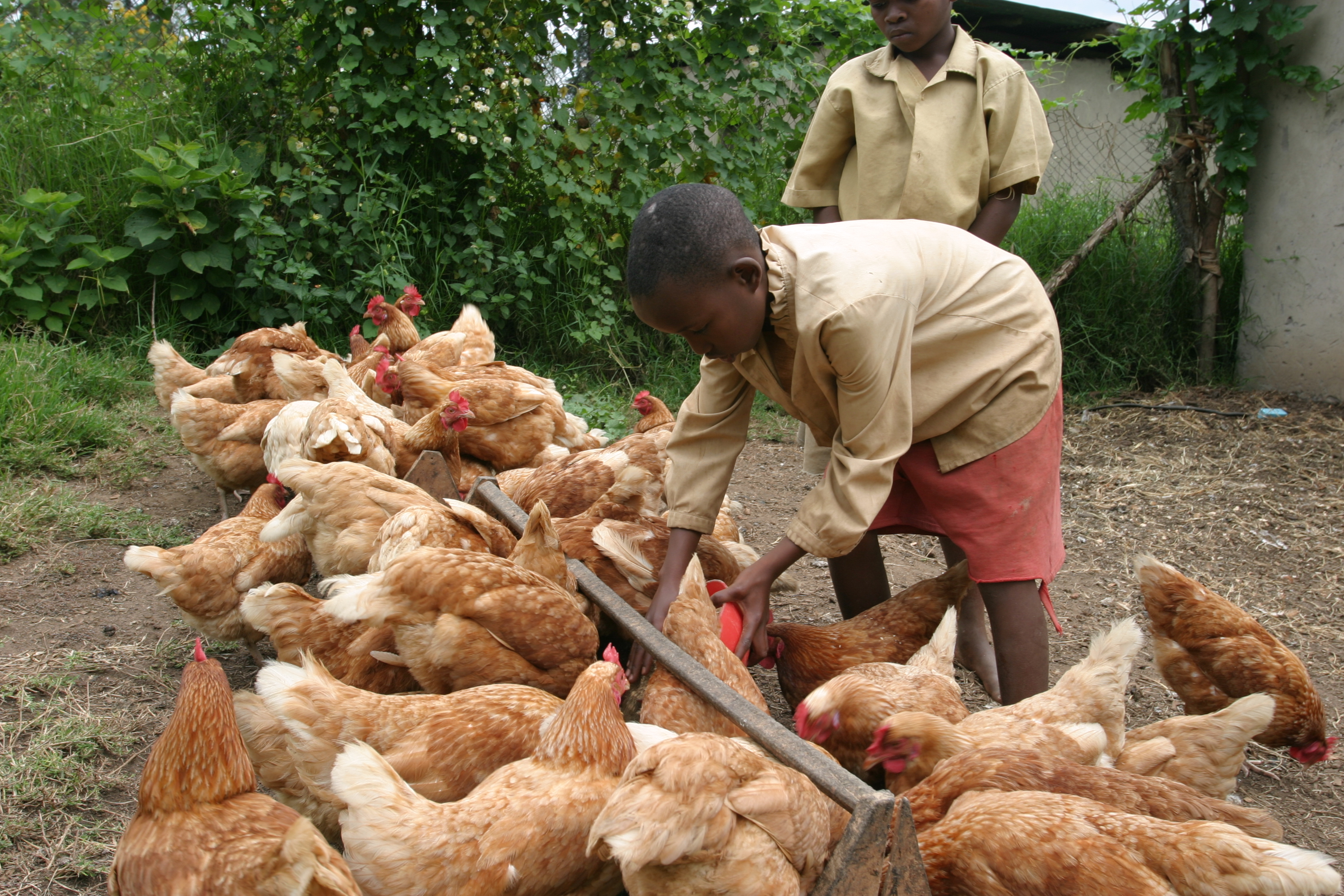 Raising Chickens in Rwanda