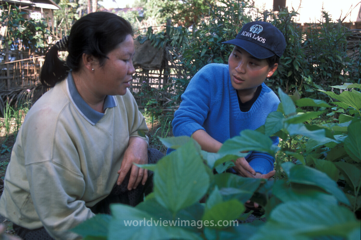 Learning the Silk Industry in Laos