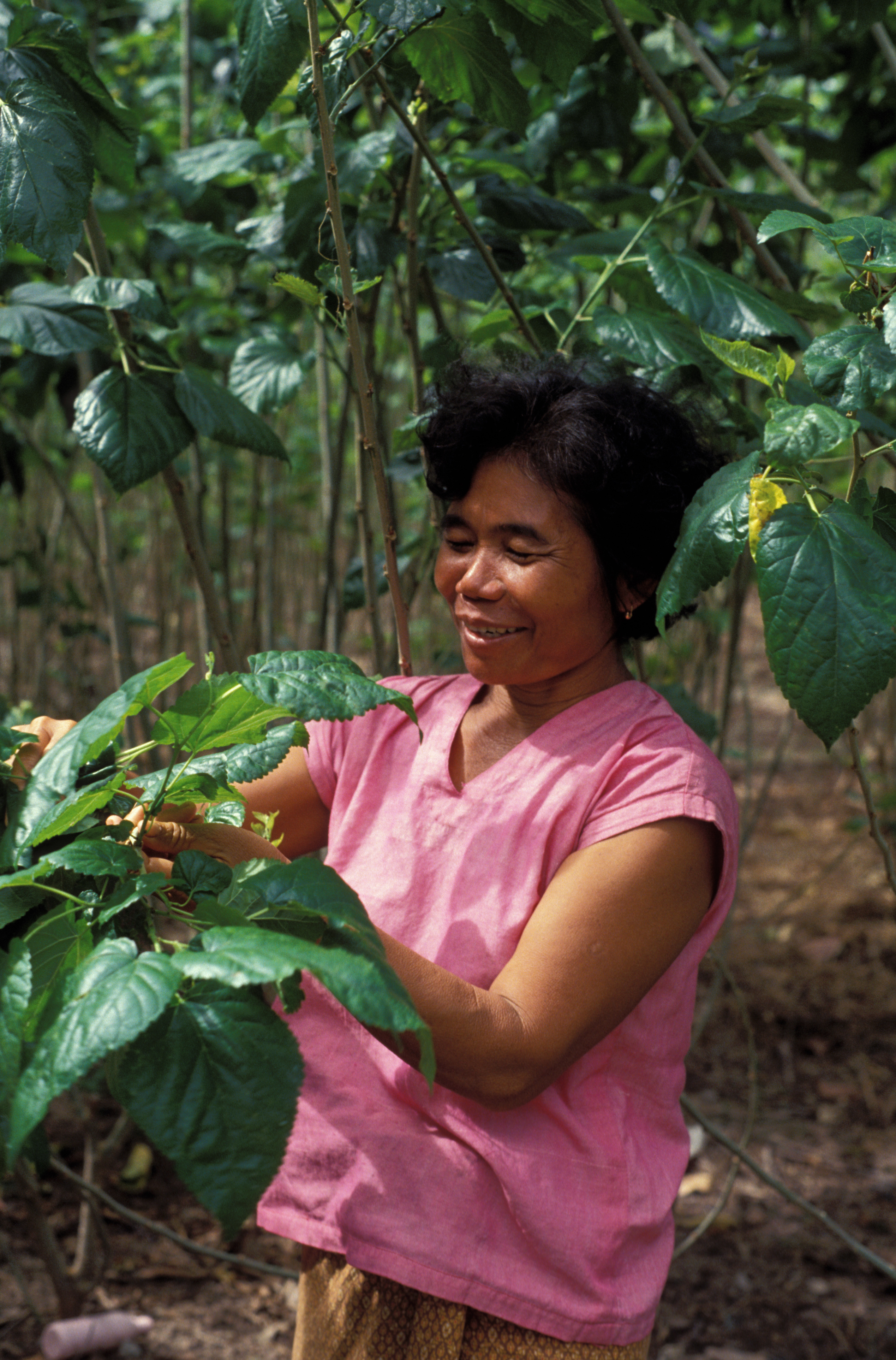 Silk Worms in Thailand