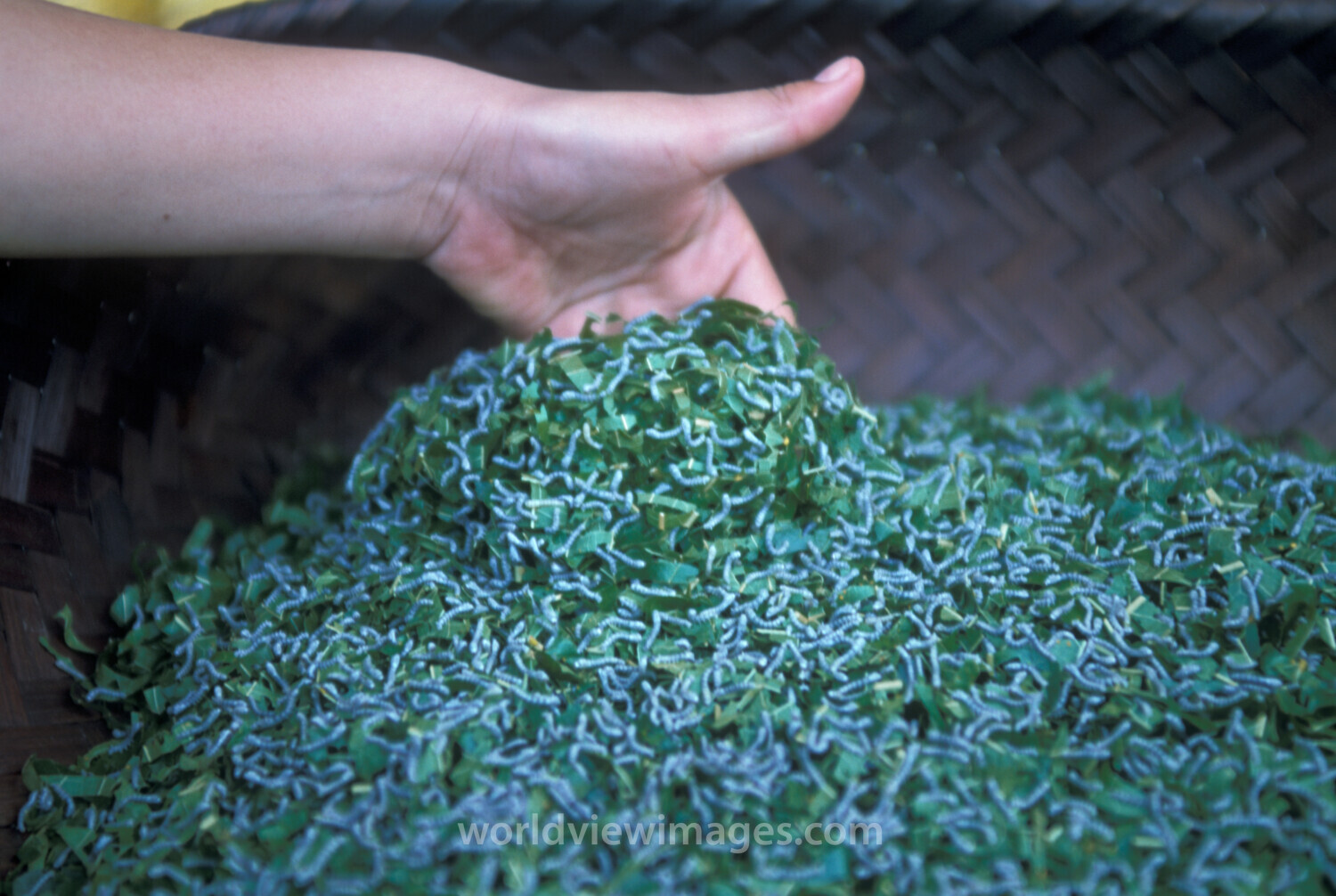 Learning the Silk Industry in Laos