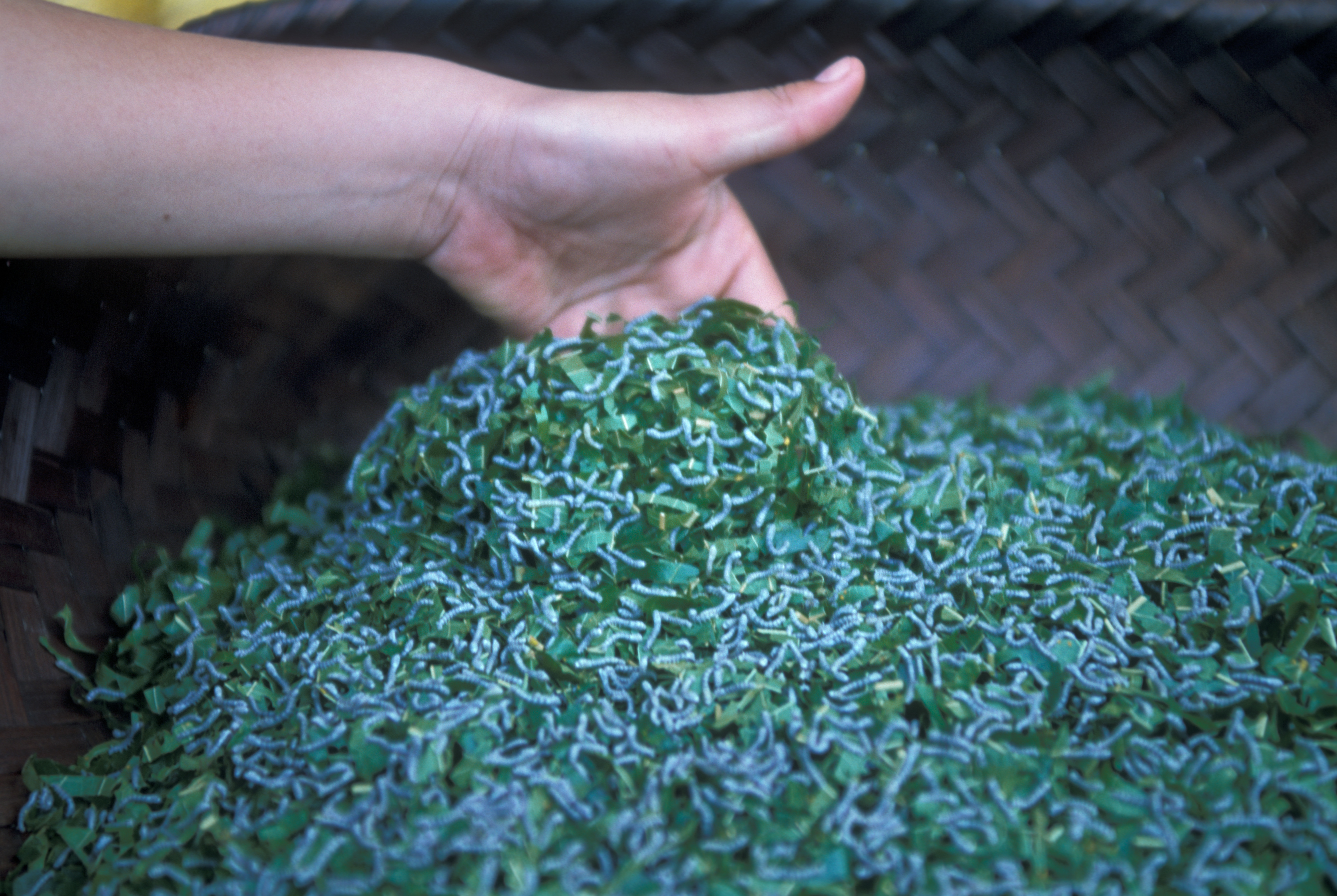 Learning the Silk Industry in Laos