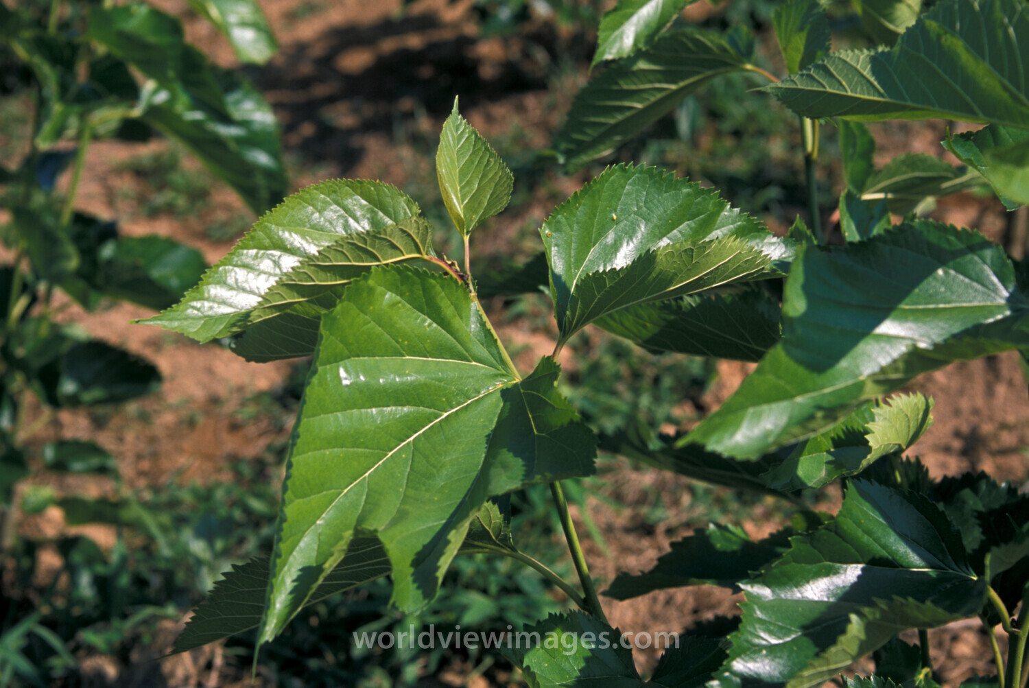 Learning the Silkworm Industry in Laos