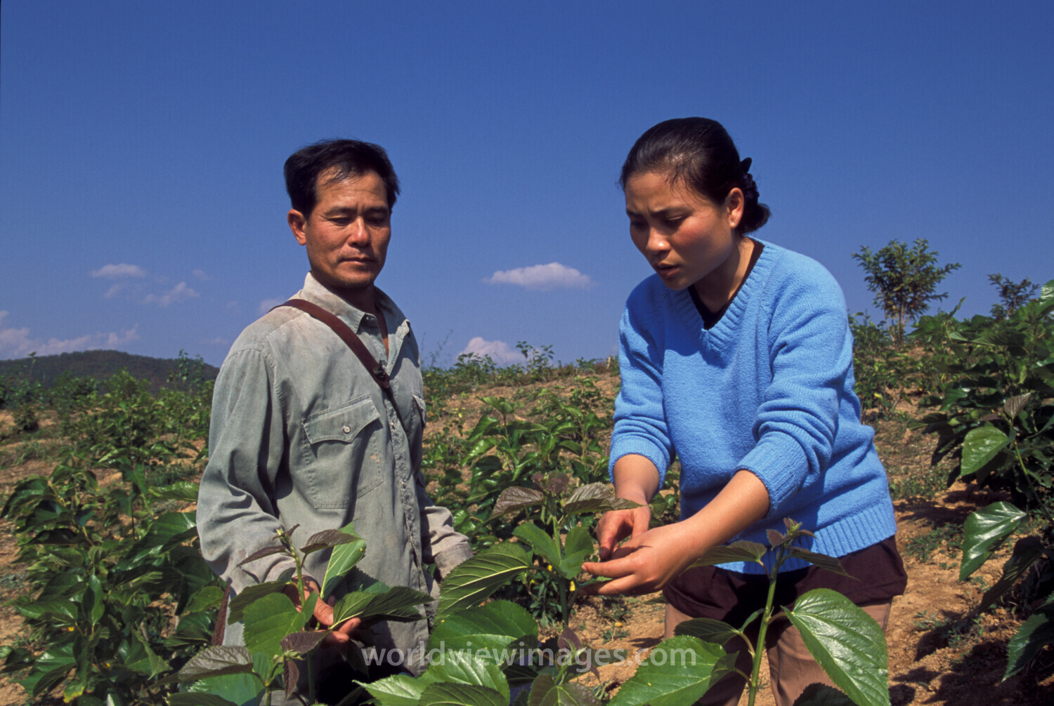 Learning the Silkworm Industry in Laos