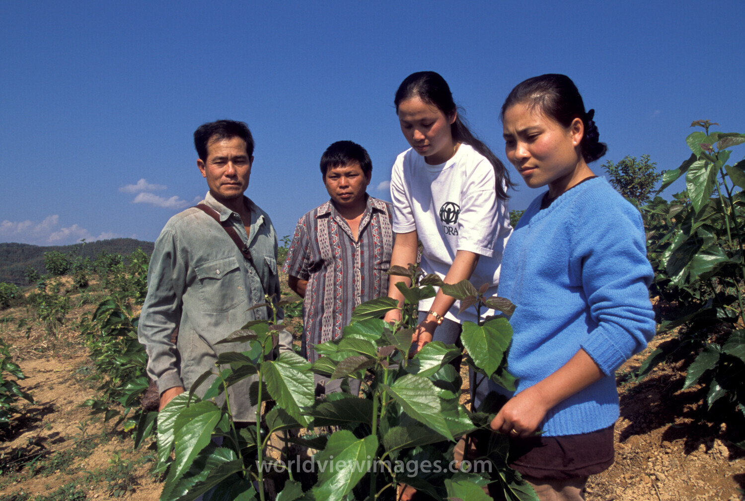Learning the Silkworm Industry in Laos