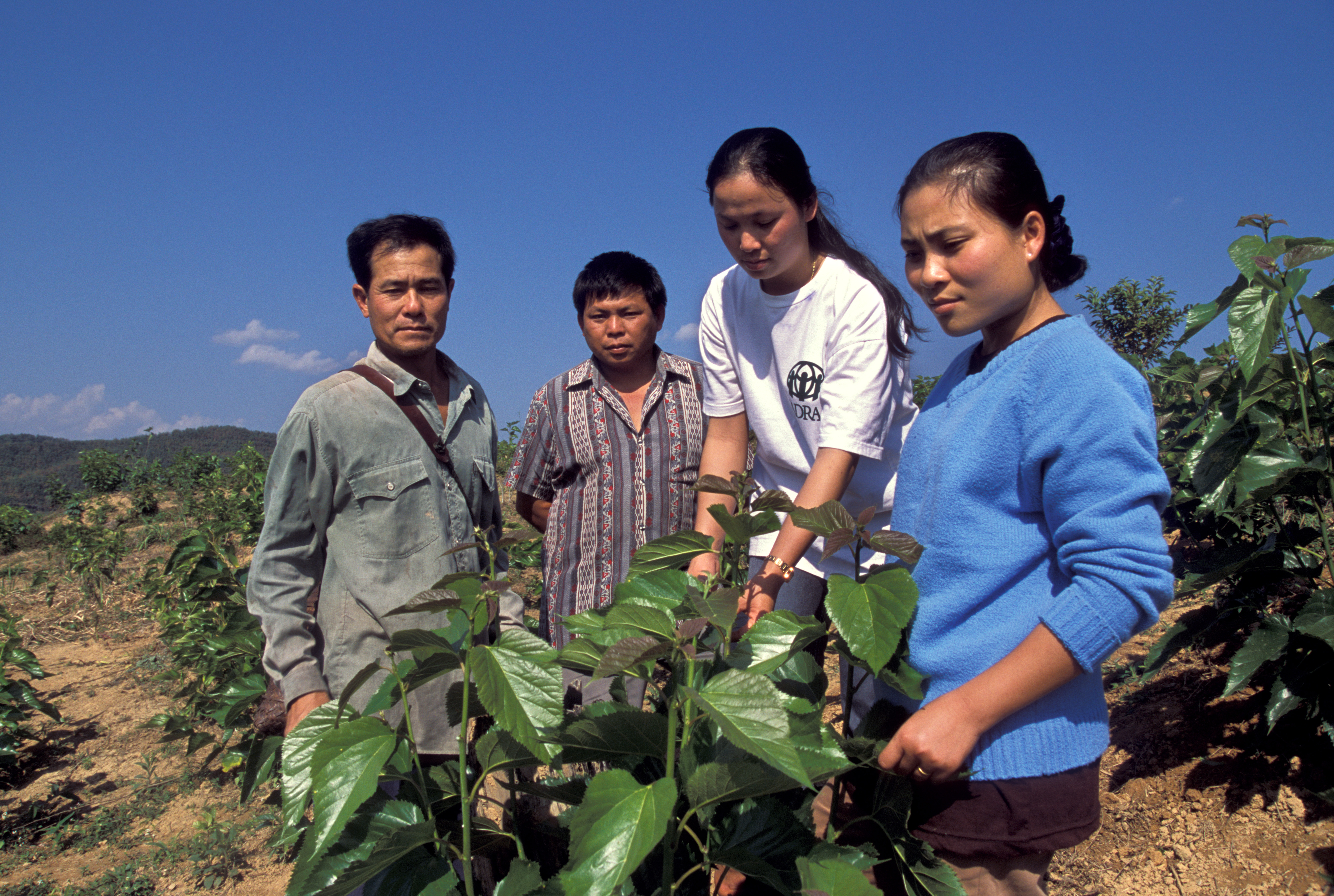 Learning the Silkworm Industry in Laos