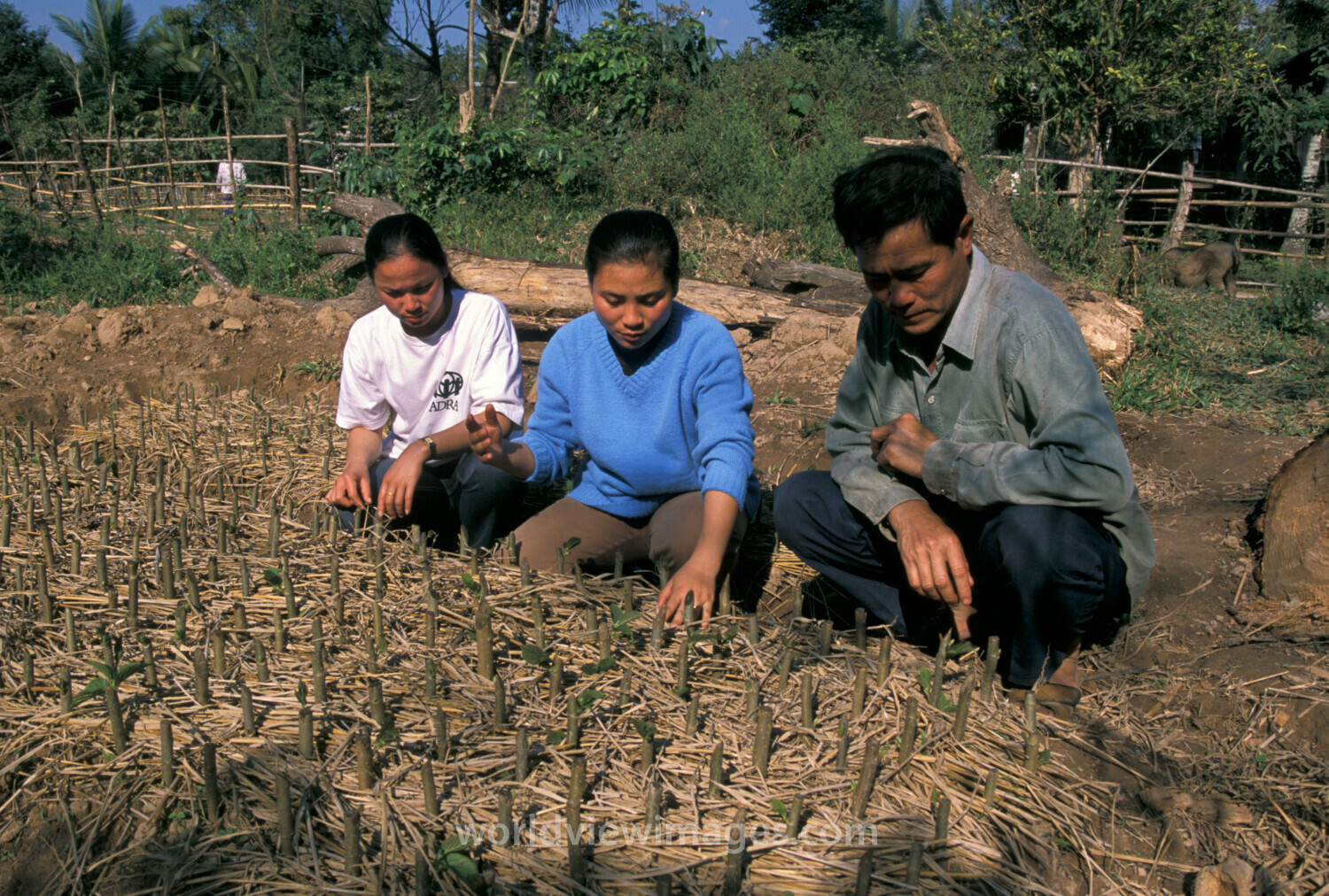 Learning the Silkworm Industry in Laos