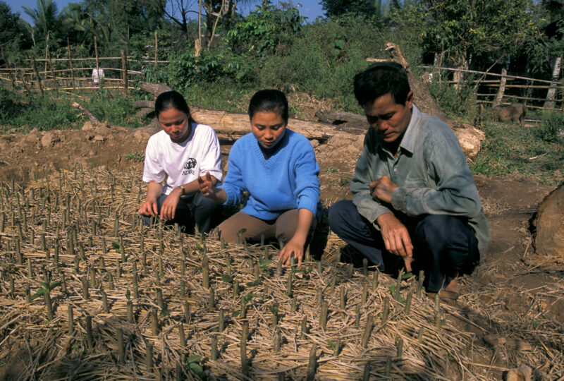 Learning the Silkworm Industry in Laos — In an ADRA training program, people in Northern Laos, learn how to make income from silkworm farming — Laos, Poverty...