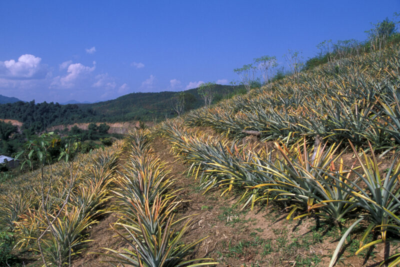 Learning the Silkworm Industry in Laos — In an ADRA training program, people in Northern Laos, learn how to make income from silkworm farming — Laos, Poverty...