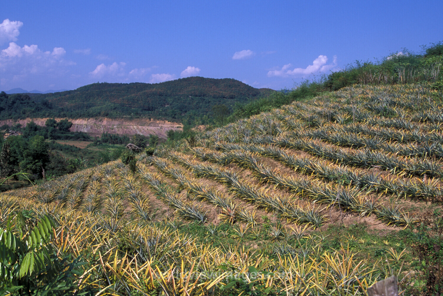 Learning the Silkworm Industry in Laos