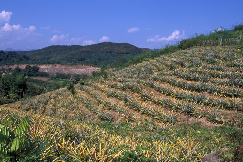 Learning the Silkworm Industry in Laos — In an ADRA training program, people in Northern Laos, learn how to make income from silkworm farming — Laos, Poverty...