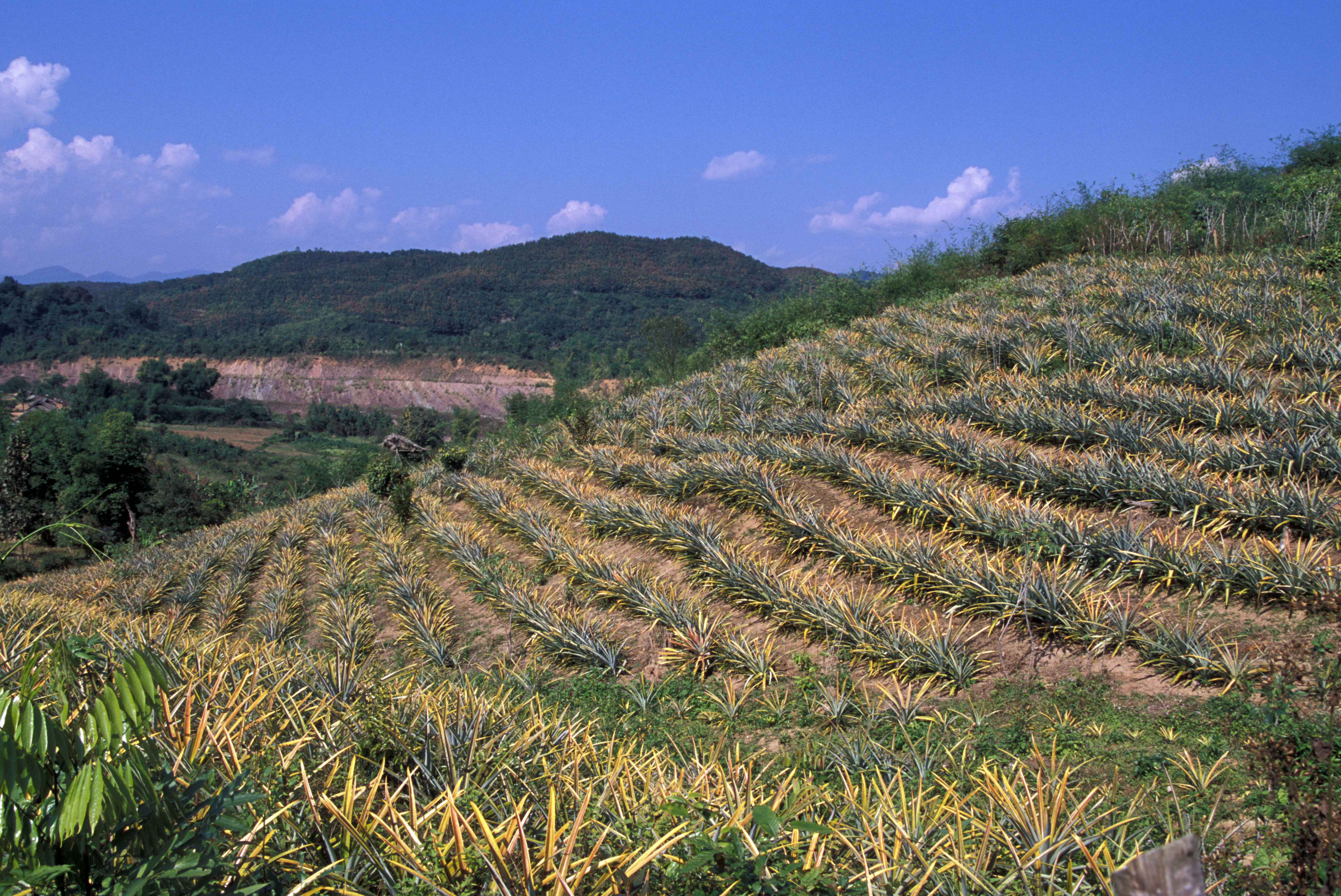 Learning the Silkworm Industry in Laos